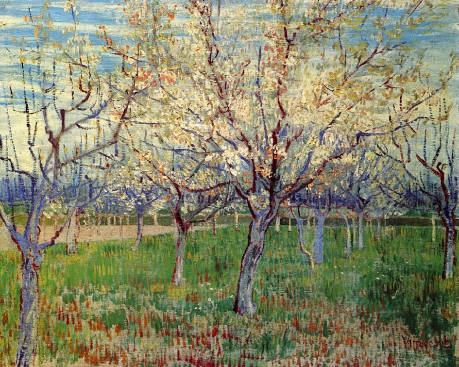 Orchard with Blossoming Apricot Trees - Van Gogh Art